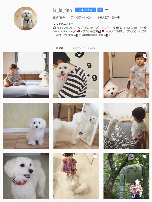 【いぬねこ うちのこ。】えなちゃん（1歳）とマルプーのフラン（2歳）／anさん