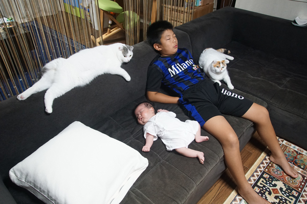 【いぬねこ うちのこ。】「ぐでねこライくん」兄妹と、蒼空くん＆陸くん／ojarinnさん