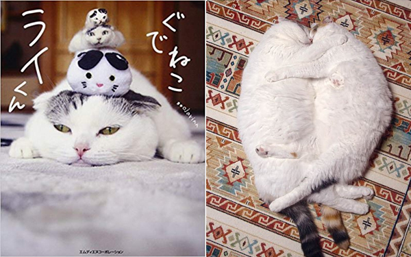 【いぬねこ うちのこ。】「ぐでねこライくん」兄妹と、蒼空くん＆陸くん／ojarinnさん