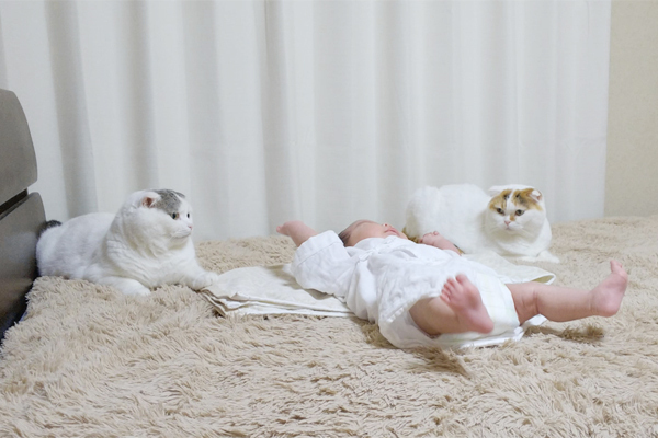 【いぬねこ うちのこ。】「ぐでねこライくん」兄妹と、蒼空くん＆陸くん／ojarinnさん