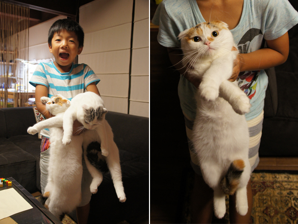 【いぬねこ うちのこ。】「ぐでねこライくん」兄妹と、蒼空くん＆陸くん／ojarinnさん