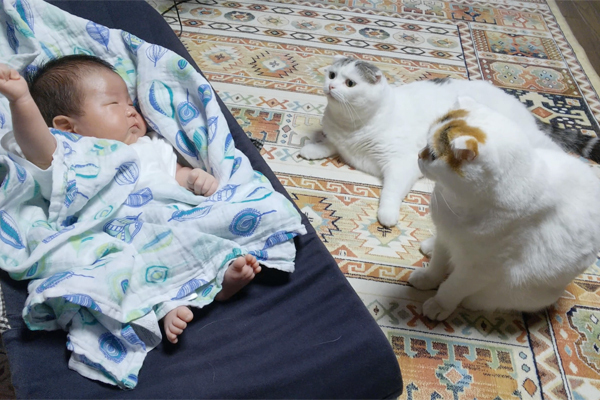 【いぬねこ うちのこ。】「ぐでねこライくん」兄妹と、蒼空くん＆陸くん／ojarinnさん