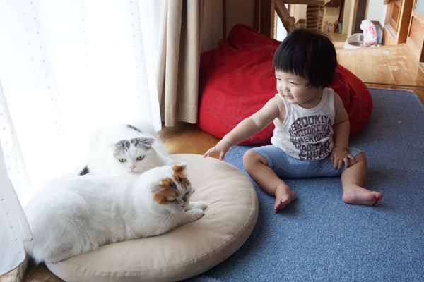 【いぬねこ うちのこ。】「ぐでねこライくん」兄妹と、蒼空くん＆陸くん／ojarinnさん