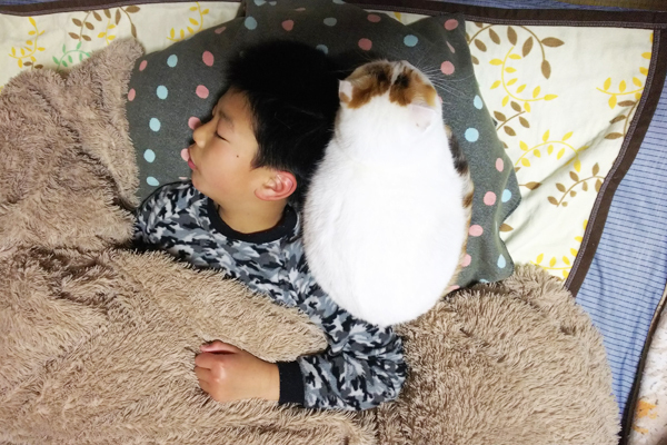 【いぬねこ うちのこ。】「ぐでねこライくん」兄妹と、蒼空くん＆陸くん／ojarinnさん