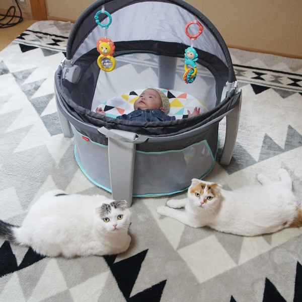 【いぬねこ うちのこ。】「ぐでねこライくん」兄妹と、蒼空くん＆陸くん／ojarinnさん