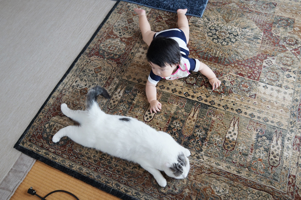 【いぬねこ うちのこ。】「ぐでねこライくん」兄妹と、蒼空くん＆陸くん／ojarinnさん