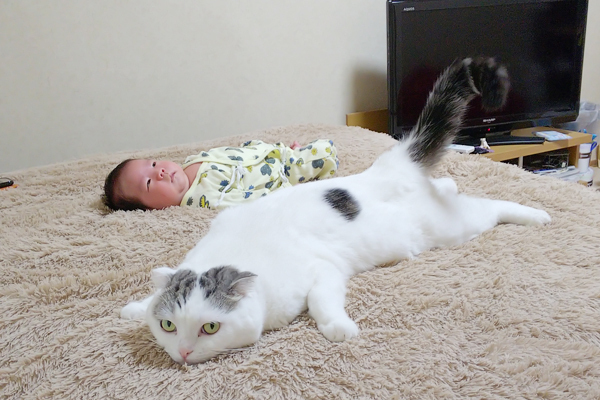 【いぬねこ うちのこ。】「ぐでねこライくん」兄妹と、蒼空くん＆陸くん／ojarinnさん