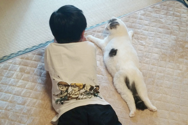 【いぬねこ うちのこ。】「ぐでねこライくん」兄妹と、蒼空くん＆陸くん／ojarinnさん