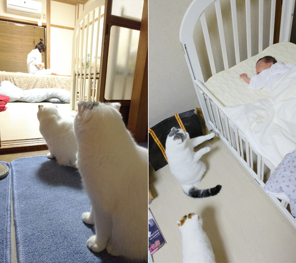 【いぬねこ うちのこ。】「ぐでねこライくん」兄妹と、蒼空くん＆陸くん／ojarinnさん