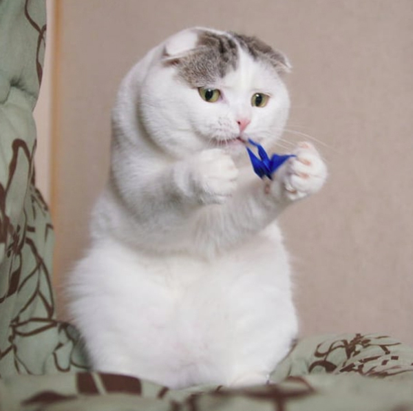 【いぬねこ うちのこ。】「ぐでねこライくん」兄妹と、蒼空くん＆陸くん／ojarinnさん