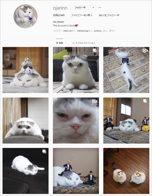 【いぬねこ うちのこ。】「ぐでねこライくん」兄妹と、蒼空くん＆陸くん／ojarinnさん