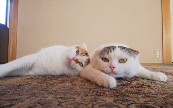 【いぬねこ うちのこ。】「ぐでねこライくん」兄妹と、蒼空くん＆陸くん／ojarinnさん