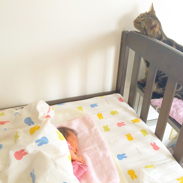 【いぬねこ うちのこ。】3歳の娘さんと猫のポポ（4歳）／りーさん