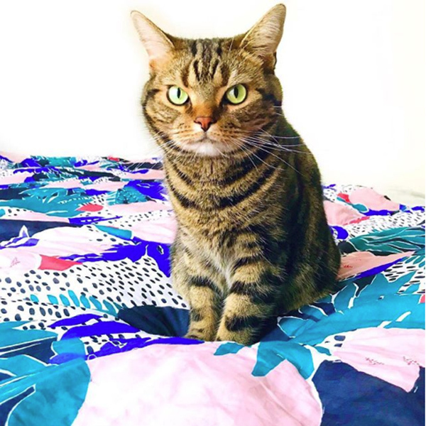 【いぬねこ うちのこ。】3歳の娘さんと猫のポポ（4歳）／りーさん