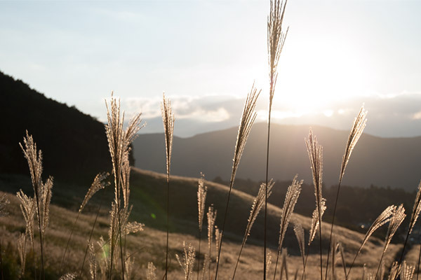 お月見にさっと用意できる！ ねこじゃらしのお飾り【昔ながらが”今”楽しい！レトロアートレシピ Vol.14】