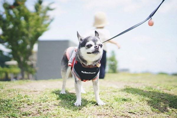 【いぬねこ うちのこ。】大福マン（3歳）とチワワの月ちゃん（11歳）／ともえさん