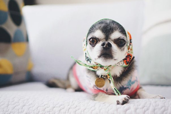 【いぬねこ うちのこ。】大福マン（3歳）とチワワの月ちゃん（11歳）／ともえさん