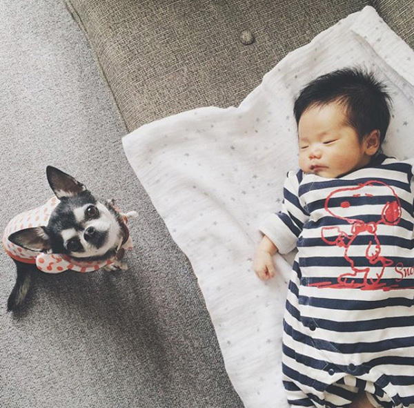 【いぬねこ うちのこ。】大福マン（3歳）とチワワの月ちゃん（11歳）／ともえさん