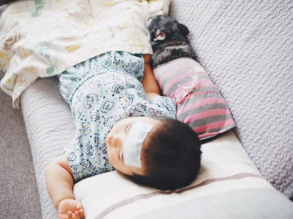 【いぬねこ うちのこ。】大福マン（3歳）とチワワの月ちゃん（11歳）／ともえさん