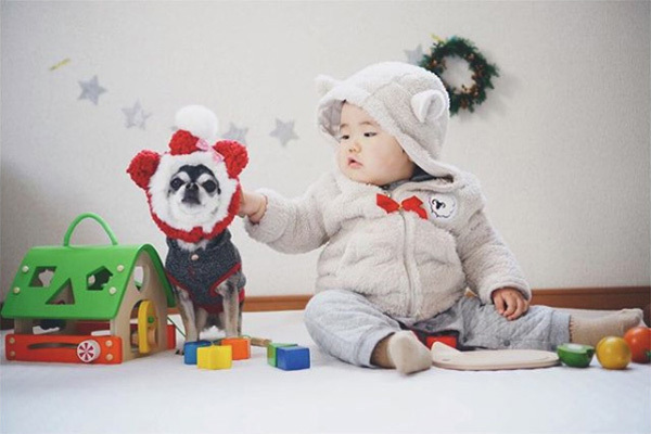 【いぬねこ うちのこ。】大福マン（3歳）とチワワの月ちゃん（11歳）／ともえさん