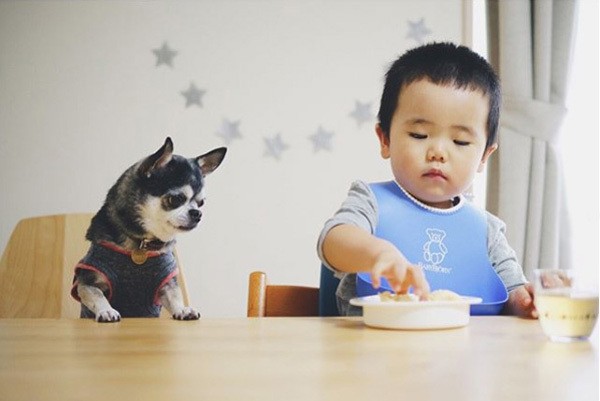 【いぬねこ うちのこ。】大福マン（3歳）とチワワの月ちゃん（11歳）／ともえさん
