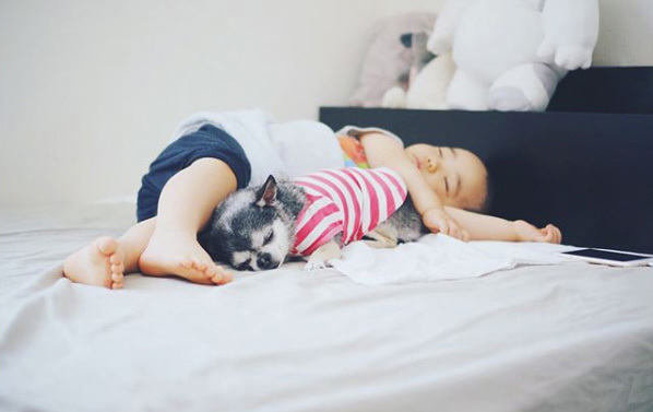 【いぬねこ うちのこ。】大福マン（3歳）とチワワの月ちゃん（11歳）／ともえさん