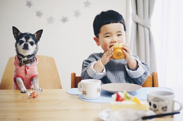 【いぬねこ うちのこ。】大福マン（3歳）とチワワの月ちゃん（11歳）／ともえさん