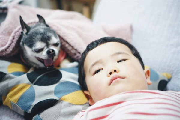 【いぬねこ うちのこ。】大福マン（3歳）とチワワの月ちゃん（11歳）／ともえさん