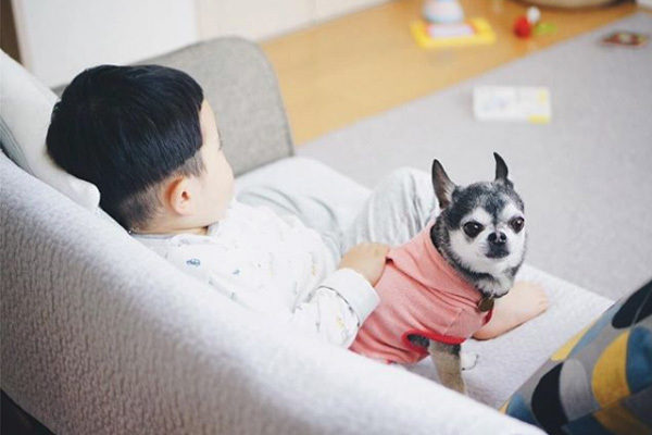 【いぬねこ うちのこ。】大福マン（3歳）とチワワの月ちゃん（11歳）／ともえさん