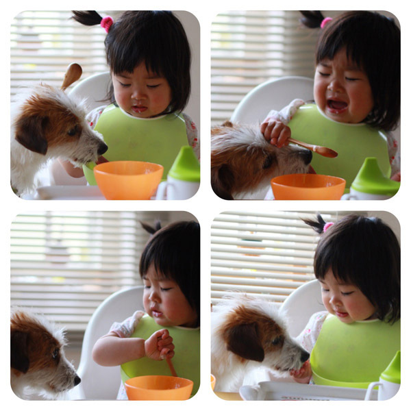 【いぬねこ うちのこ。】はるかちゃん（5歳）、ジャックラッセルテリアのさくら（8歳）／csさん