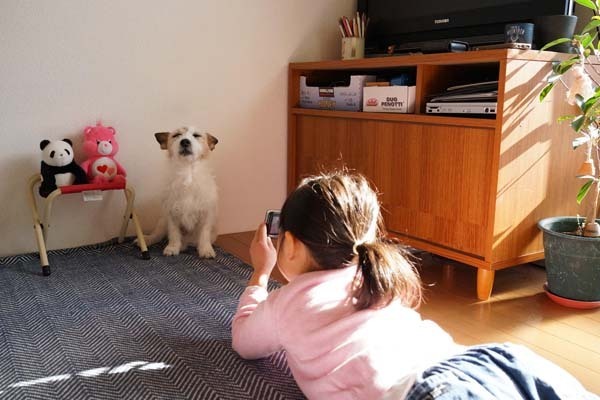 【いぬねこ うちのこ。】はるかちゃん（5歳）、ジャックラッセルテリアのさくら（8歳）／csさん