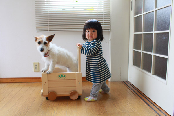 【いぬねこ うちのこ。】はるかちゃん（5歳）、ジャックラッセルテリアのさくら（8歳）／csさん