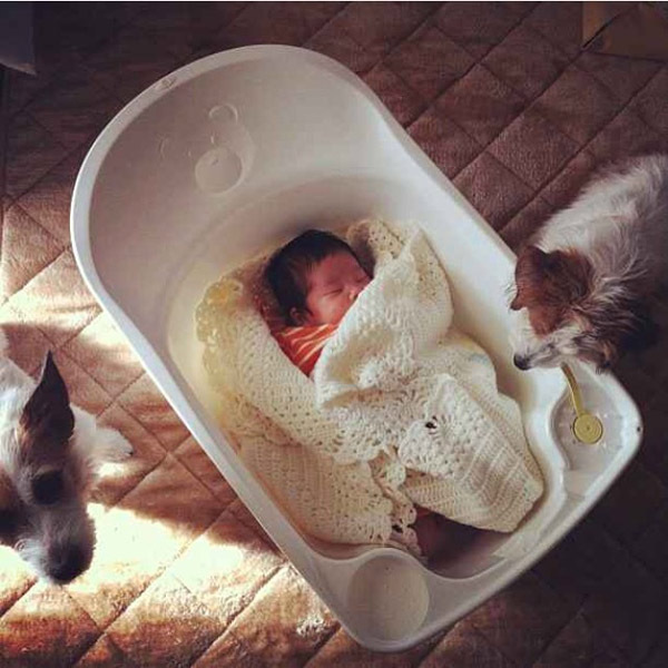 【いぬねこ うちのこ。】はるかちゃん（5歳）、ジャックラッセルテリアのさくら（8歳）／csさん