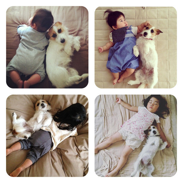 【いぬねこ うちのこ。】はるかちゃん（5歳）、ジャックラッセルテリアのさくら（8歳）／csさん