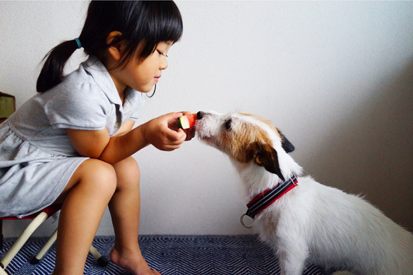 【いぬねこ うちのこ。】はるかちゃん（5歳）、ジャックラッセルテリアのさくら（8歳）／csさん