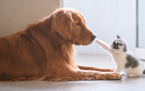 忠実な犬とツンデレ猫、どっちが好き？ 反抗期の子どもとの関係も注目【パパママの本音調査】  Vol.306