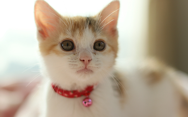 忠実な犬とツンデレ猫、どっちが好き？ 反抗期の子どもとの関係も注目【パパママの本音調査】  Vol.306