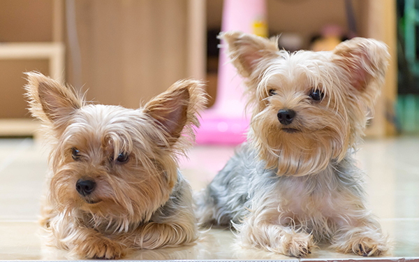 忠実な犬とツンデレ猫、どっちが好き？ 反抗期の子どもとの関係も注目【パパママの本音調査】  Vol.306