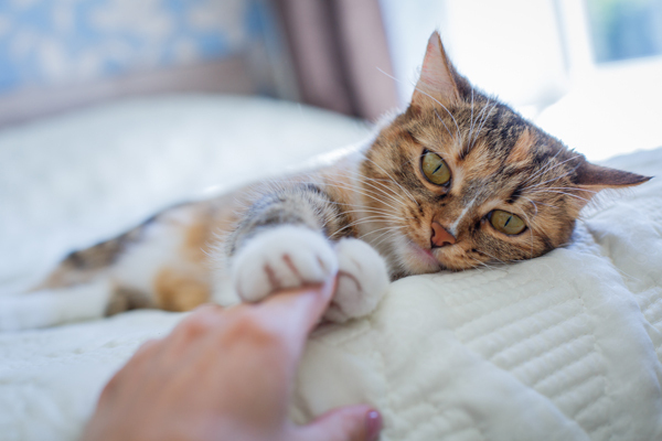 子どもとペットを災害から守るために親ができること【ペット防災の第一人者・平井潤子さんインタビュー】