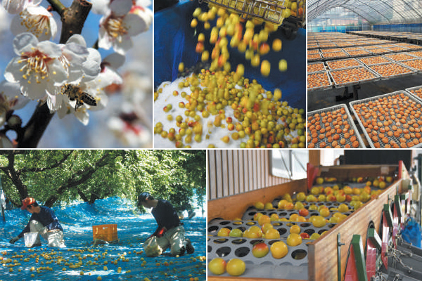 フードスタイリスト飯島奈美さんも愛用！ おいしい時短料理を実現する万能調味料とは？（レシピあり）