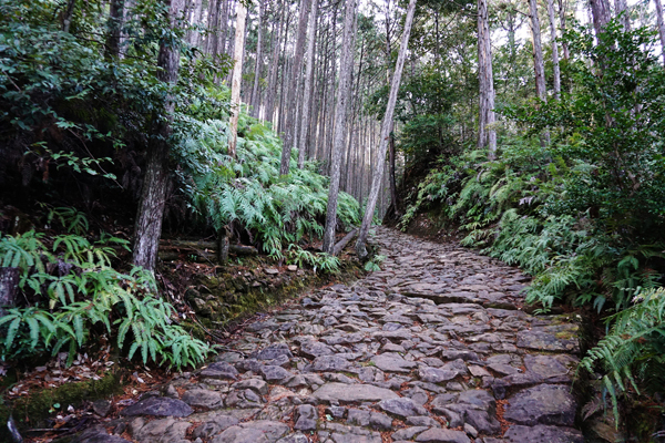 赤ちゃんパンダに世界遺産！ 自然と触れあえる和歌山・子連れ旅行