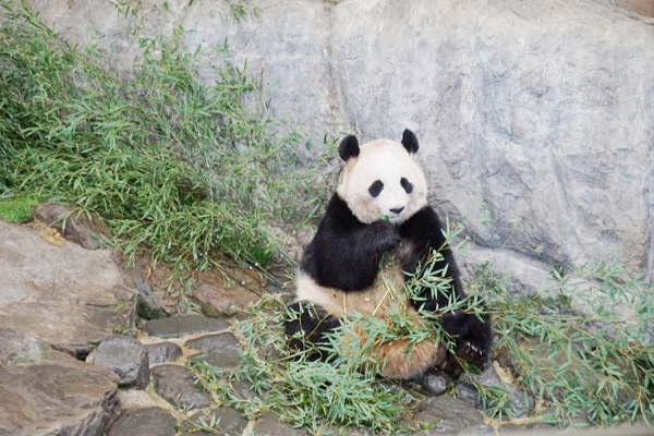 赤ちゃんパンダに世界遺産！ 自然と触れあえる和歌山・子連れ旅行