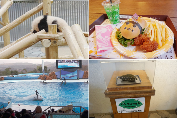 赤ちゃんパンダに世界遺産！ 自然と触れあえる和歌山・子連れ旅行