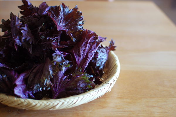 梅シロップ＆梅酒作りは子どもと一緒に！ 我が家の梅しごと記録＆レシピ