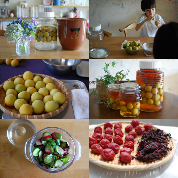 梅シロップ＆梅酒作りは子どもと一緒に！ 我が家の梅しごと記録＆レシピ
