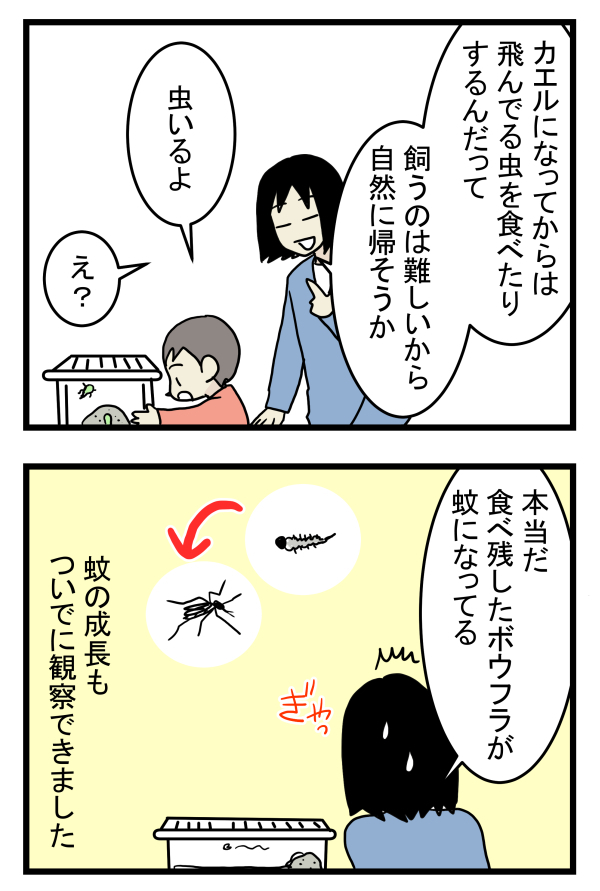 【新連載】大人も子どもも学びが多い自然とのふれあい！　今回はおたまじゃくしを飼ってみた【こどもと見つけた小さな発見日誌 Vol.1】