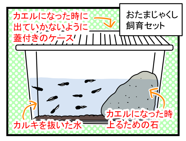 【新連載】大人も子どもも学びが多い自然とのふれあい！　今回はおたまじゃくしを飼ってみた【こどもと見つけた小さな発見日誌 Vol.1】