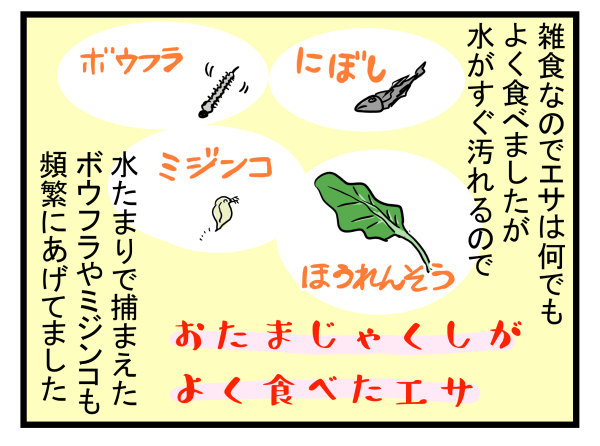【新連載】大人も子どもも学びが多い自然とのふれあい！　今回はおたまじゃくしを飼ってみた【こどもと見つけた小さな発見日誌 Vol.1】