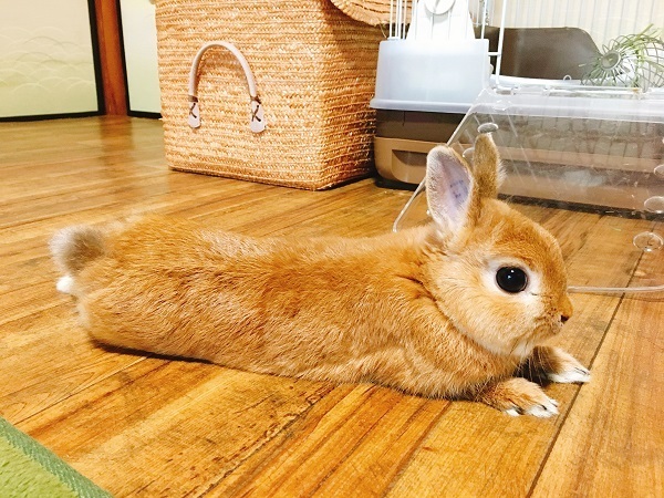 ウサギに敵対心を燃やすわが子だったが…。ある日、娘の成長を感じる瞬間が訪れた【ズボラ母のゆるゆる育児 第26話】