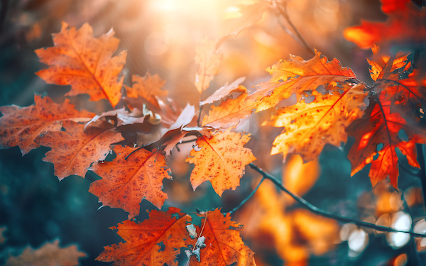 10月7日～10月13日の週間運勢占いランキング！　1位の星座は…？